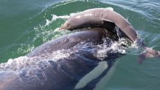 An orca playing with a porpoise and balancing it on its head.