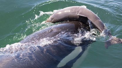 An orca playing with a porpoise and balancing it on its head.