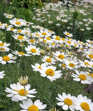 daisy like Anthemis ‘Tetworth’ flowers