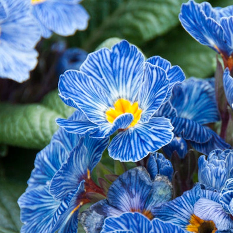 Blue Zebra&amp;reg; Primrose - Plant - 3" Pot
