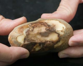 person holding potato affected by blight