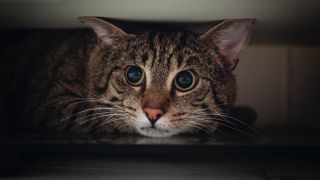 Anxious tabby cat hiding