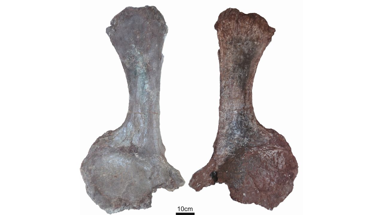Paleontologists found several giant bones from the titanosaur, including these scapula bones.