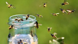 picture of wasps collecting in a jar of jam