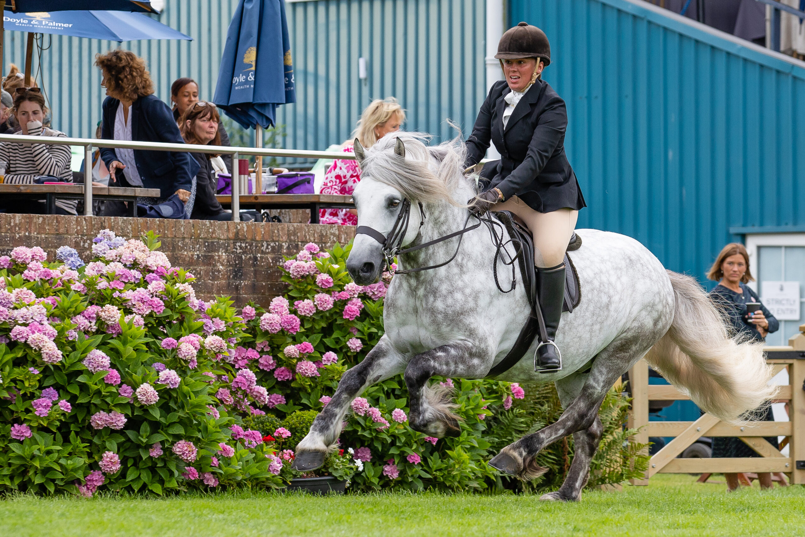 Ellena Thomas and Highland pony Ashleyvale Glen Duror give a cracking gallop at the 2025 Royal International