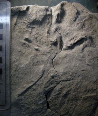 A drag mark made by the rear toe on one of the Cretaceous bird tracks indicates that it was a flight landing track.