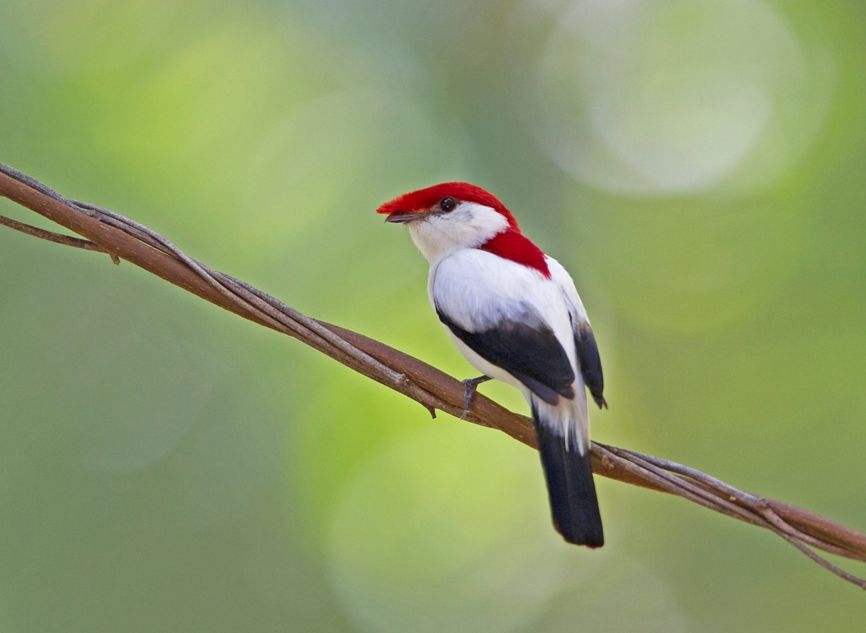 Brazil&#039;s Araripe Manakin 