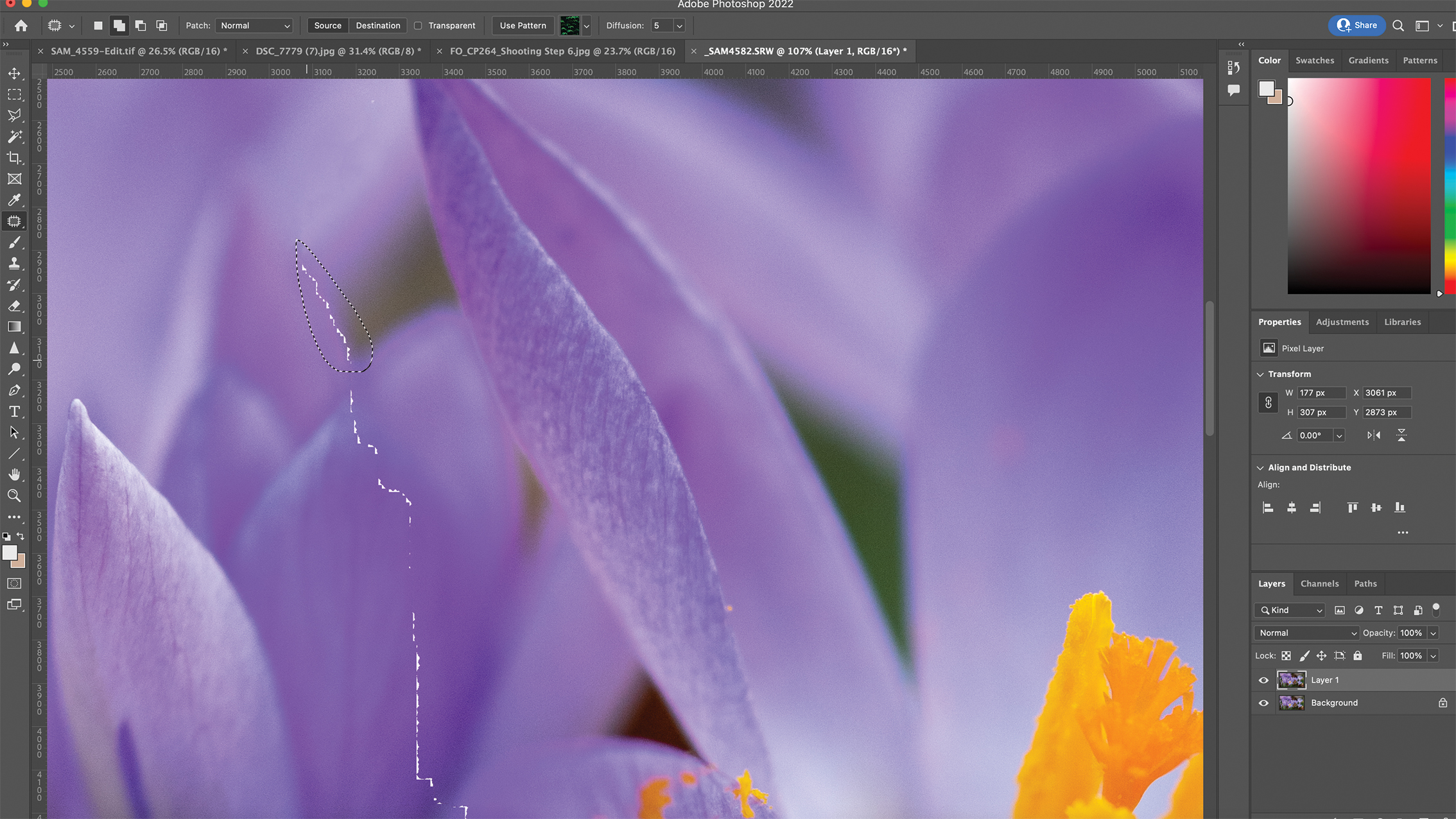 A digital photo of vibrant purple flowers, likely crocuses, being edited in Photoshop. The interface shows layers and color tools