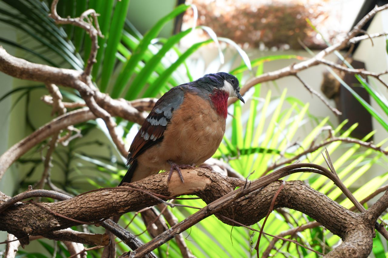 A bird sitting in the branches of a tree
