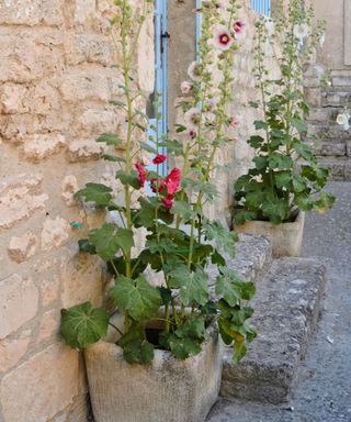 hollyhocks in stone containers in walled garden