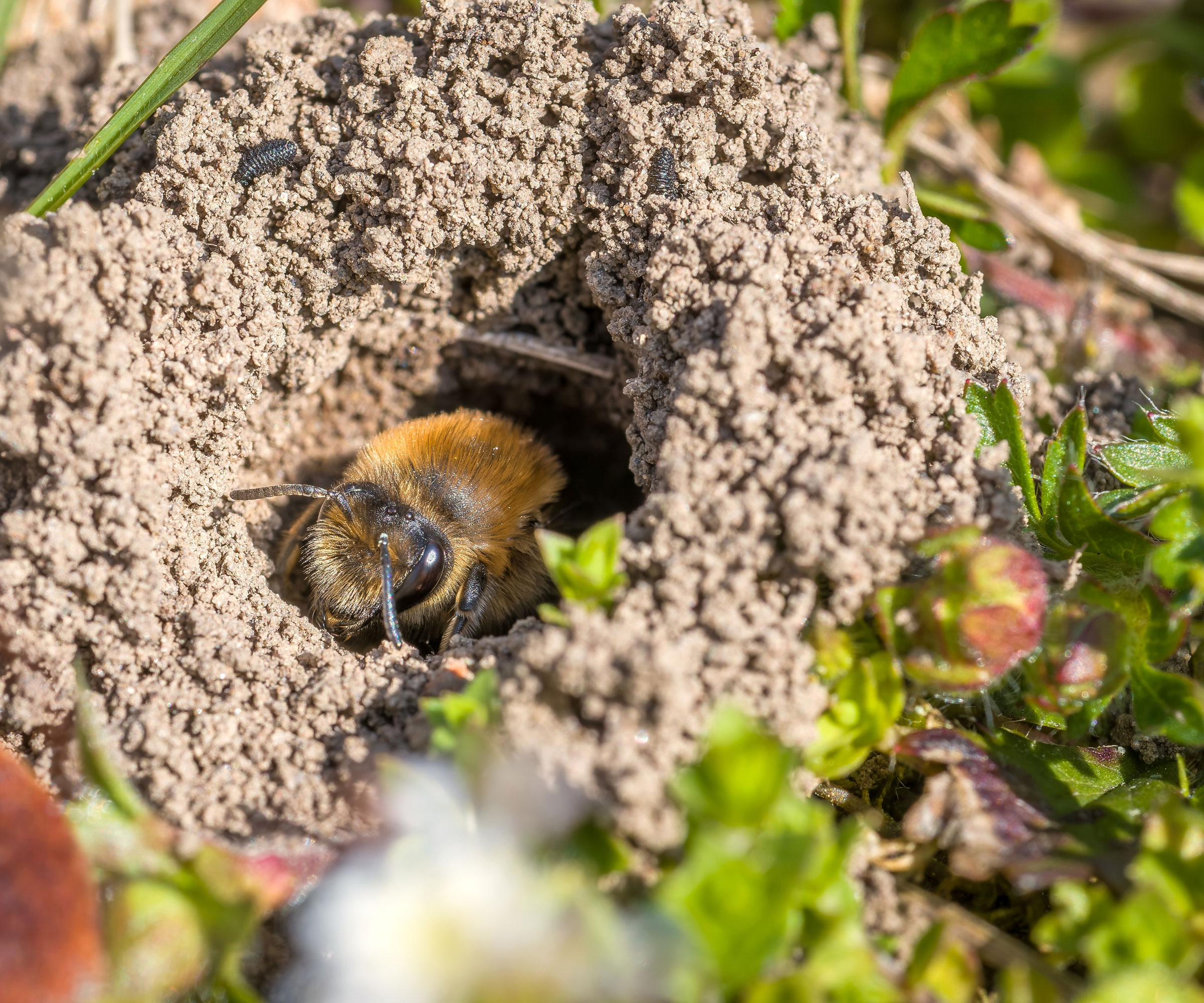 mining bee nestled in pocket in sandy soil