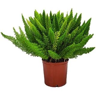 Foxtail Fern Plant