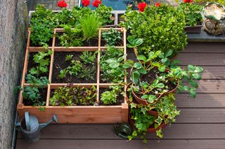 Vegetables growing in wooden box on balcony