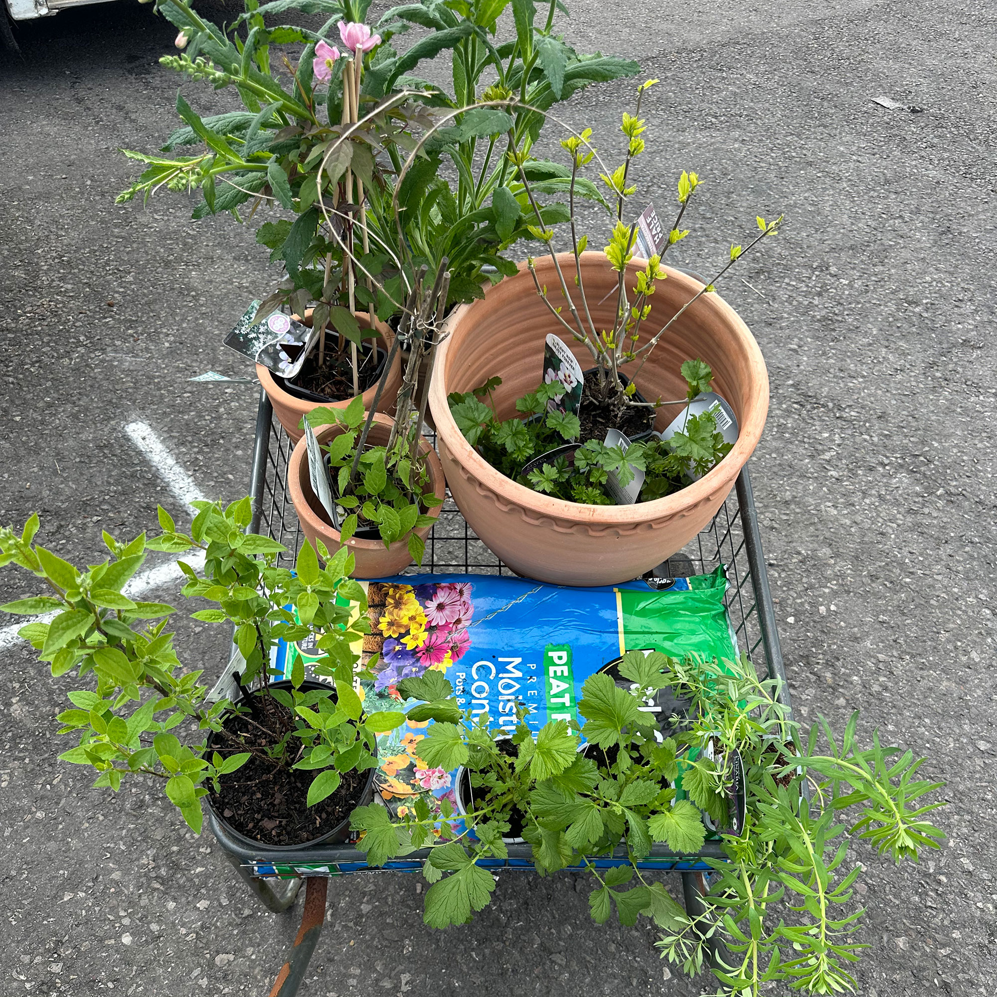Trolley full of pots, plants and compost