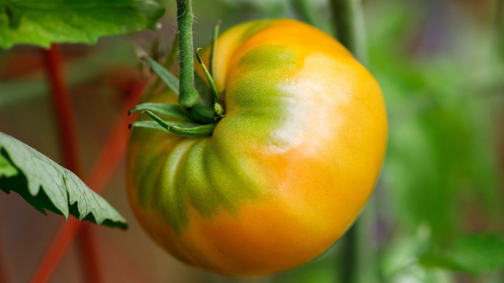 Kellogg&#039;s breakfast tomato hanging from vine 