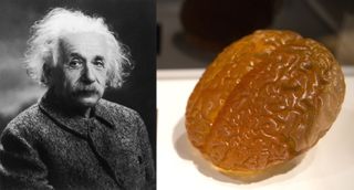 Albert Einstein (left) and a model of his brain on display in London.