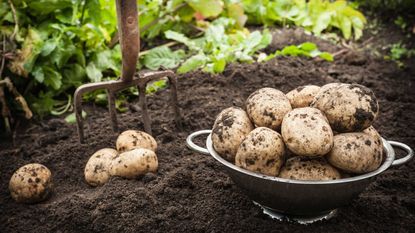potato blight: harvest on soil
