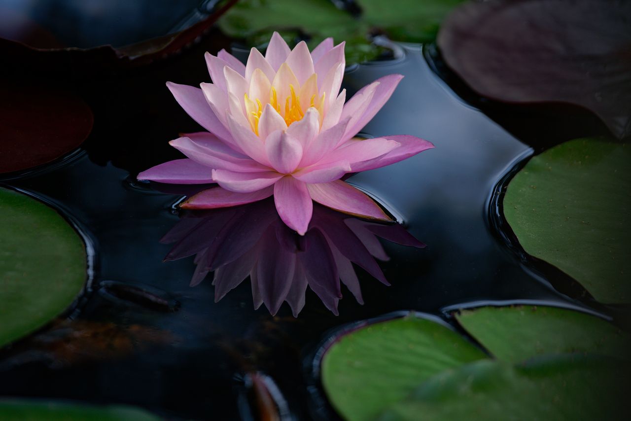 Best pond plants keep your pond healthy and looking beautiful