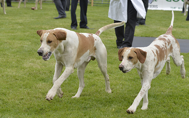 The run off between the Grove and Rufford’s Stilton 14 and Broker 15 for the doghound championship where Broker (left) claimed the title