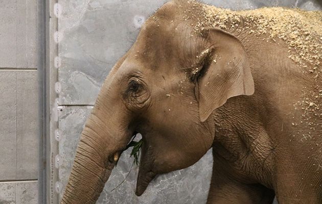 Elephants on the move What’s on telly tonight? Our pick of the best shows on Monday 23rd July