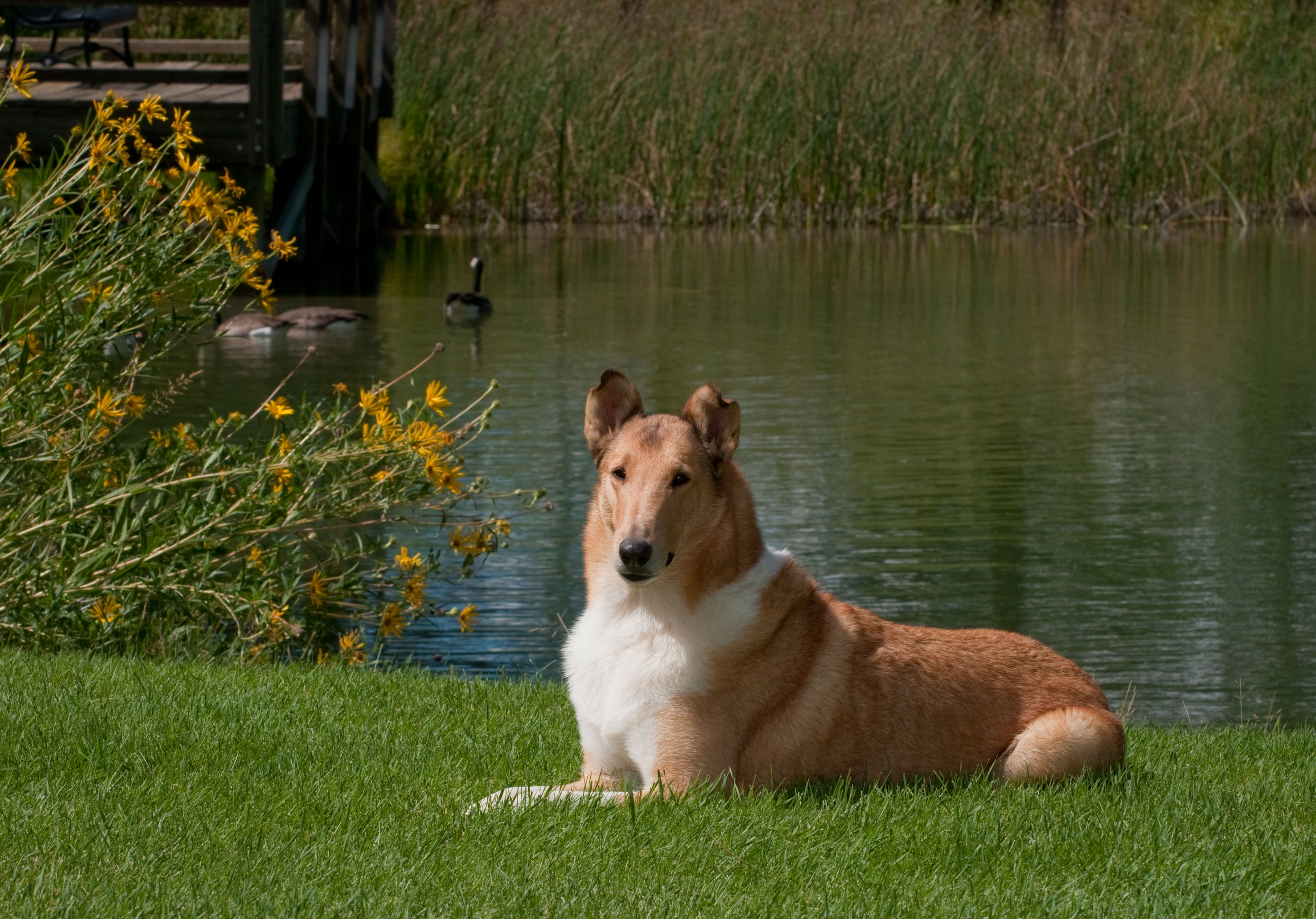 A Smooth Collie with a sable and white coat lies on green grass by a calm lake, with yellow flowers and geese in the background.
