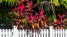 Cordyline Hawaiian ti plants in a sunny garden behind a white picket fence