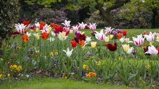 Tulips, garden flowers