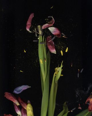 Tulip Mania picture gallery