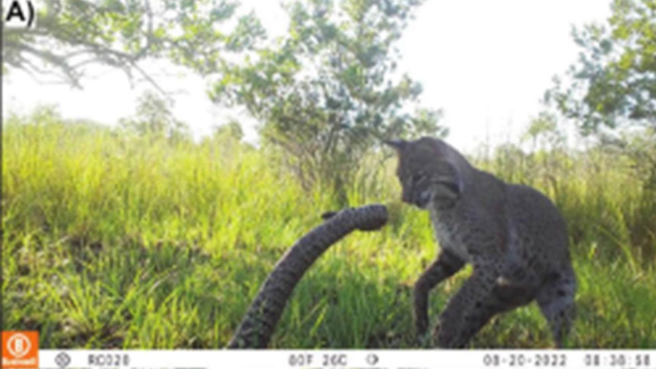 Camera Trap Documents Bobcat's Battle with Rattlesnake