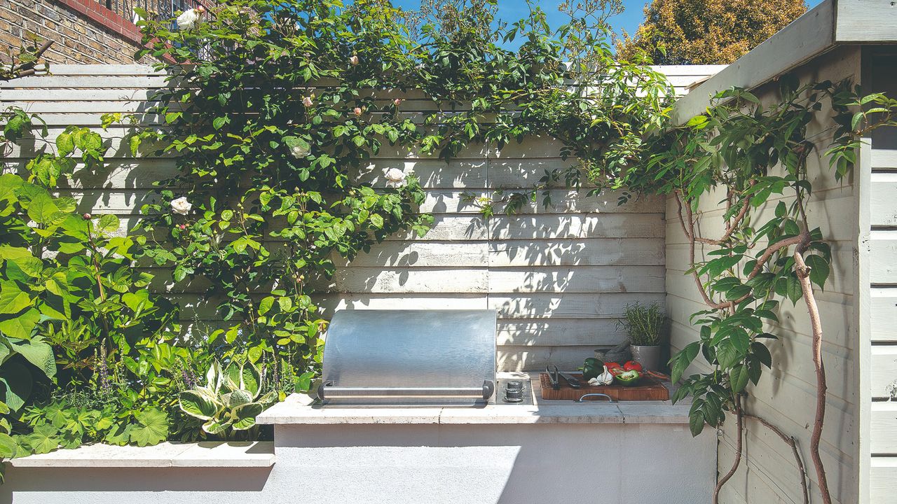 Garden with a climbing rose plant