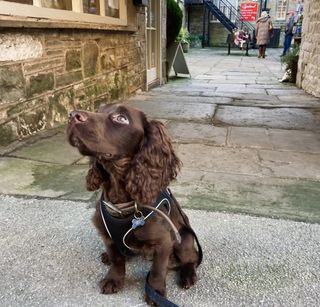 Wilf the cocker spaniel