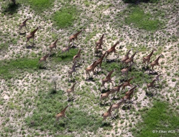 south-sudan-giraffe