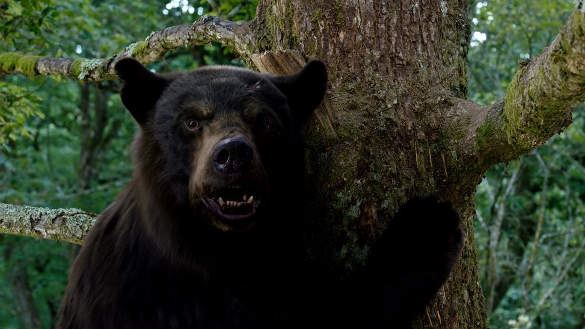 Cocaine Bear in a tree