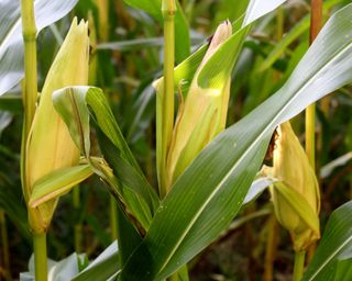 Corn growing on stalk