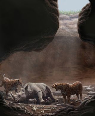 sabertooth cats circle a rhinoceros carcass in a cave