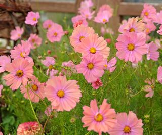 Apricotta cosmos flowers