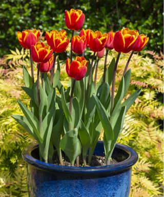 Orange tulips growing in a pot