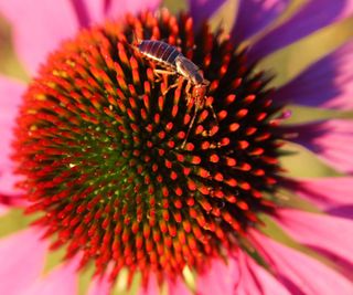 Earwig on a flower