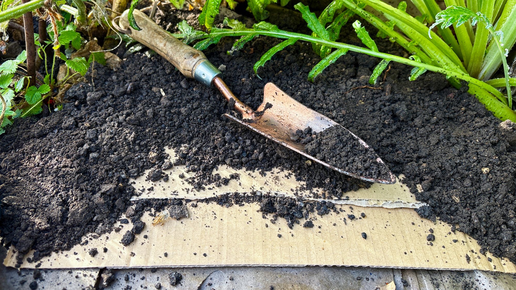 I Mulched my Veggie Bed With Cardboard and Enjoyed a Bumper Harvest – So Yes, it Does Work