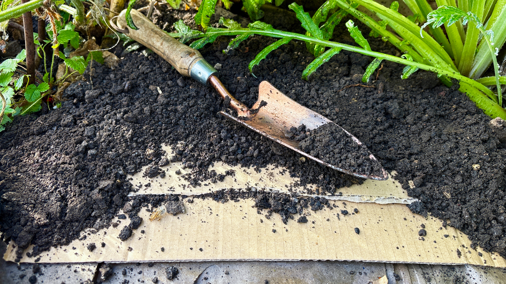 cardboard mulch used to suppress weeds in a vegetable bed, with compost and a copper trowel