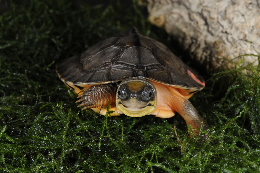 Golden coin hatchling at the Bronx Zoo