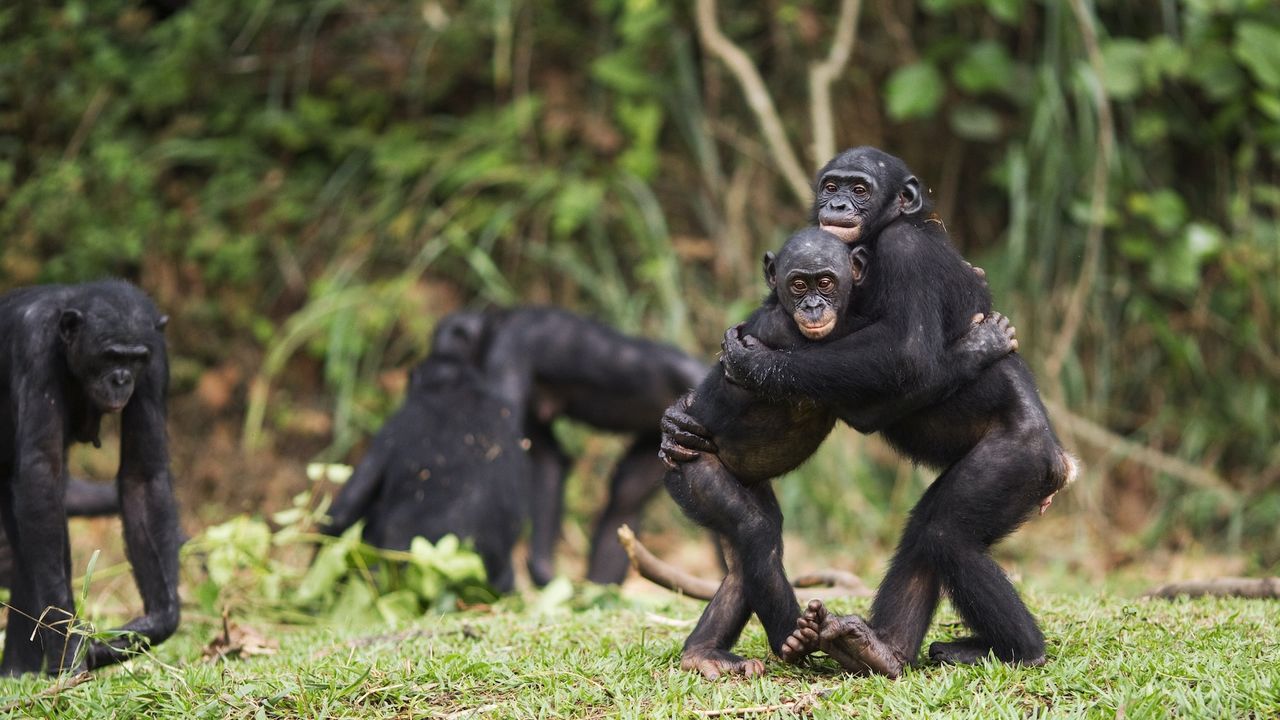 two young bonobos embrace