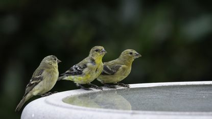 American goldfinches perched on a stone bird bath
