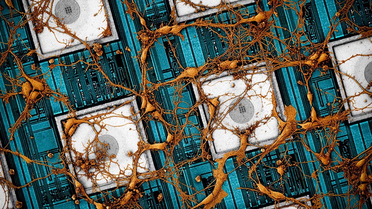 Here&#039;s an image Samsung has put together of rat neurons on CNEA (CMOS nanoelectrode array).