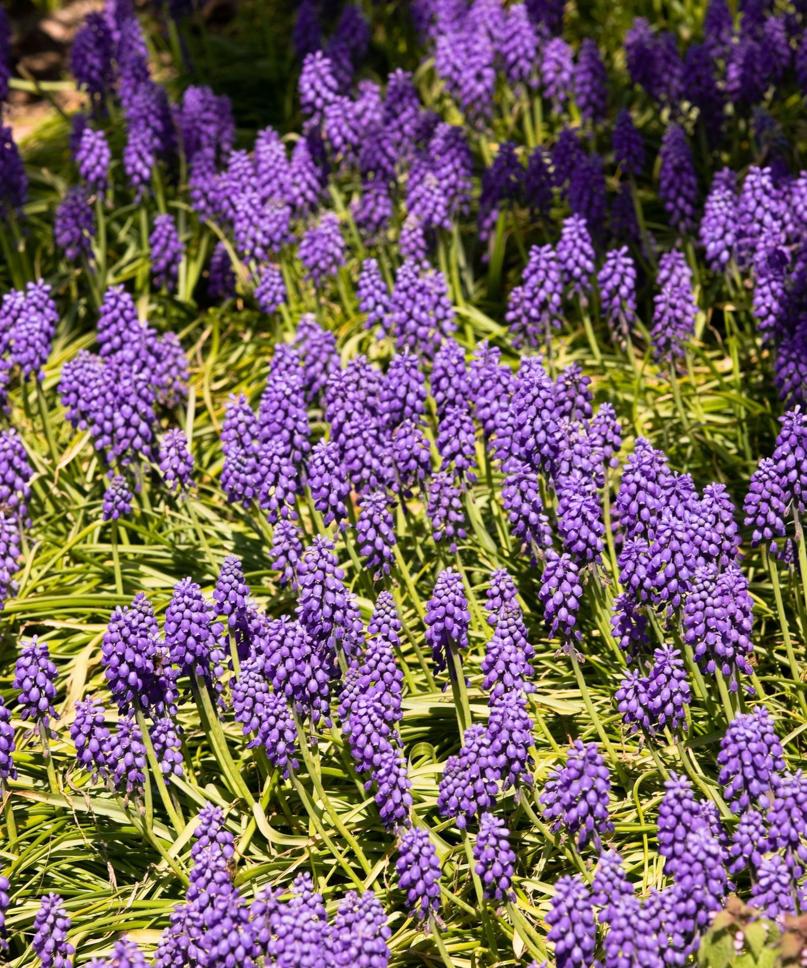When To Plant Bluebonnet Seeds For Brilliant Blue Flowers Homes when-to-plant-bluebonnet-seeds-for-brilliant-blue-flowers-homes