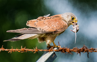 Kestrel