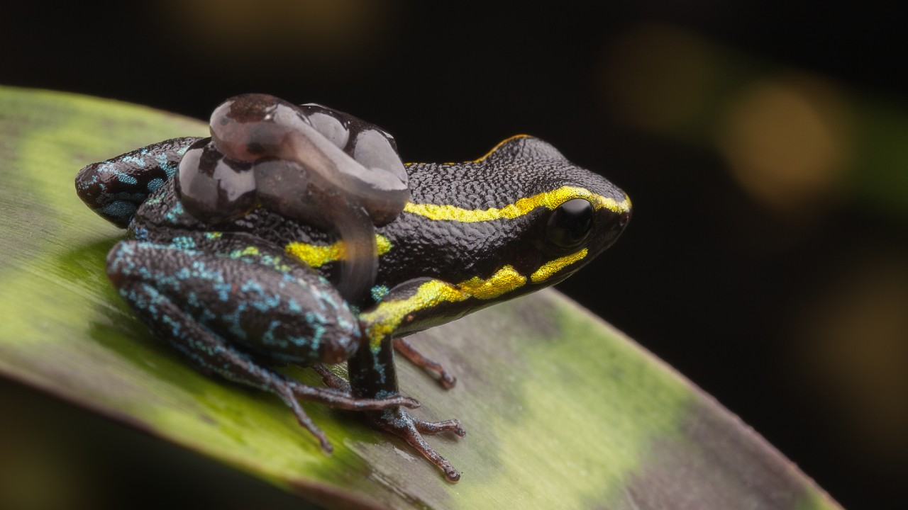 poison dart frog carrying tadpoles