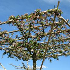 Parasol apple tree being training on frame