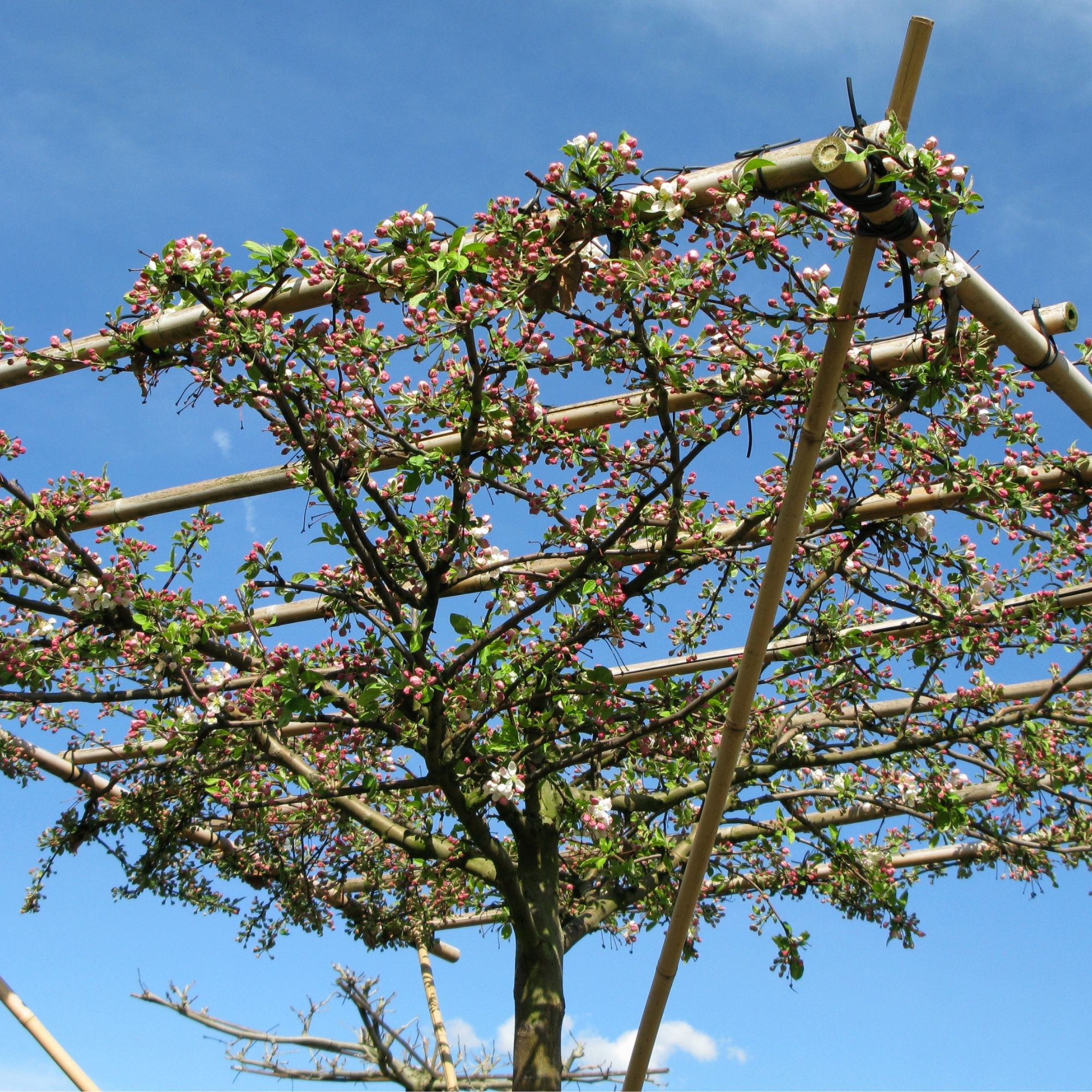Parasol apple tree being training on frame