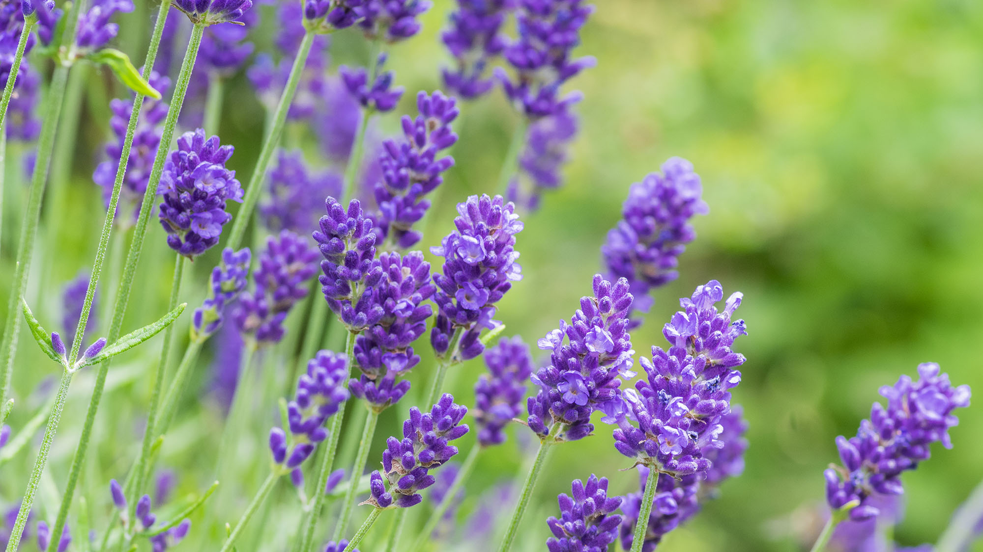 English lavender flowers in bloom in garden